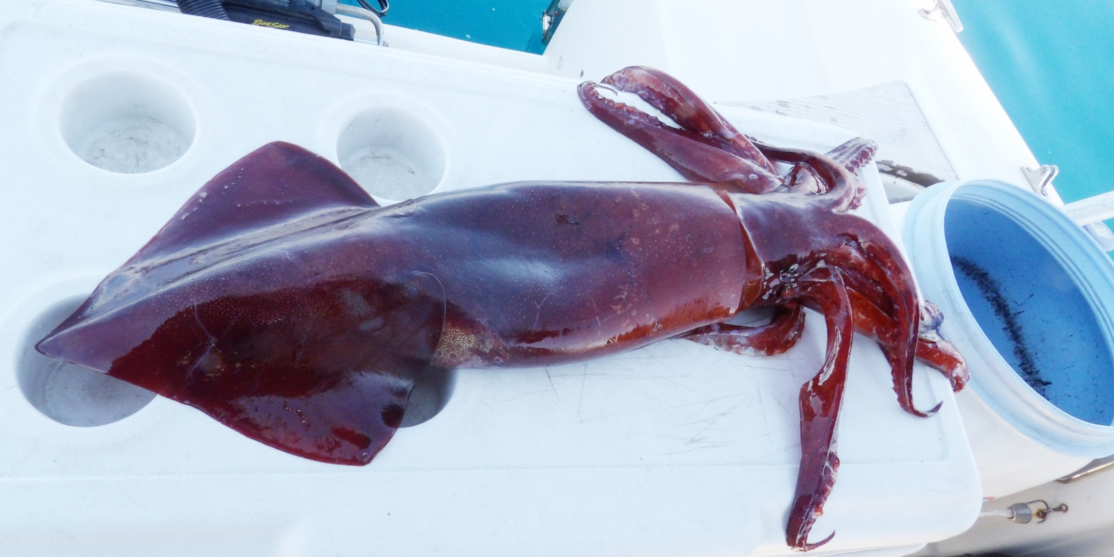 Enorme calamar rouge pris par plusieurs centaines de mètres de profondeur en plein jour Enorme calamar rouge pris par plusieurs centaines de mètres de profondeur en plein jour