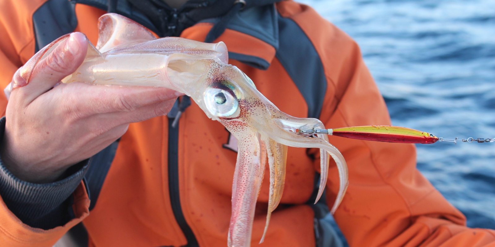 Peche de la dorade du bord