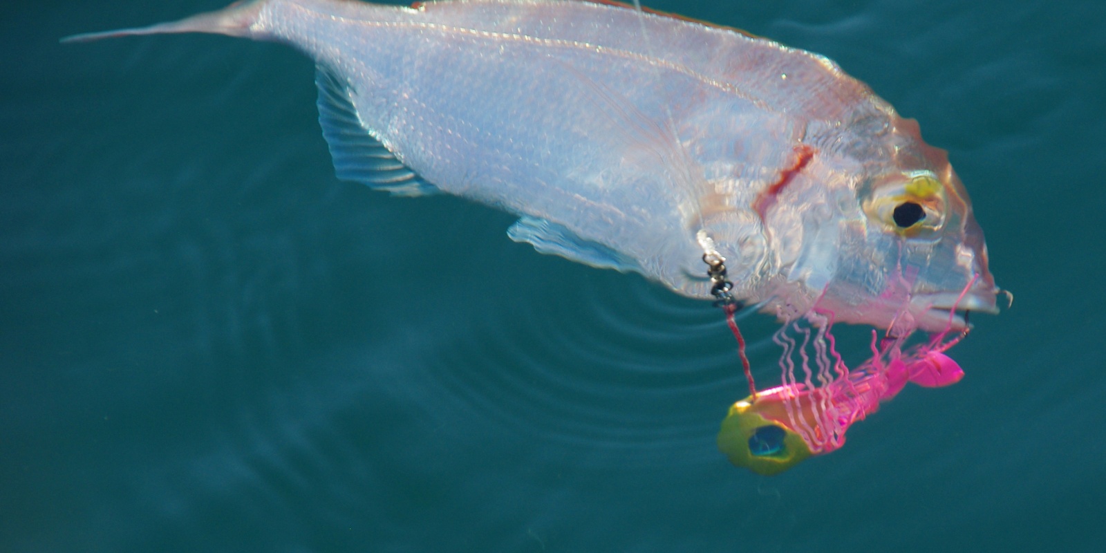 Ultra sensible en pointe, l’Amazing Top Fishing est idéale pour les pêches ultra fines au madaï jig Ultra sensible en pointe, l’Amazing Top Fishing est idéale pour les pêches ultra fines au madaï jig