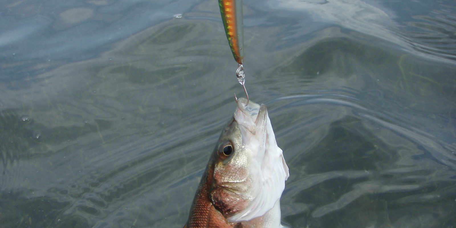 En ayant équipé ce Seabass College Tackle House de simples, ce poisson en dessous de la taille légale pourra repartir en pleine forme