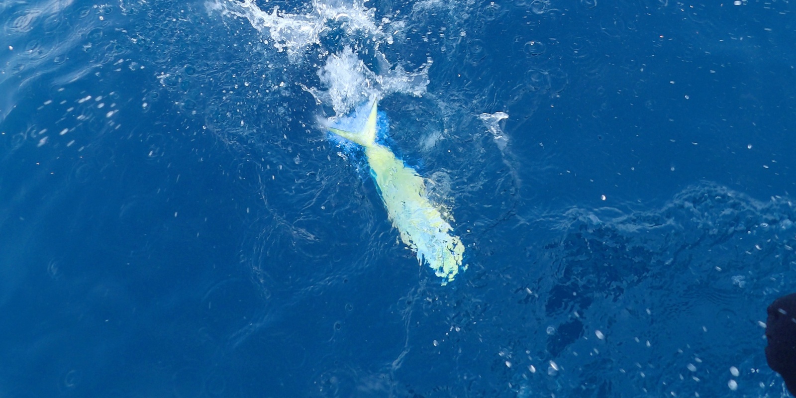 La coryphène est une extraordinaire combattante capable de sauts hors de l’eau et de redémarrages impressionnants ! La coryphène est une extraordinaire combattante capable de sauts hors de l’eau et de redémarrages impressionnants !