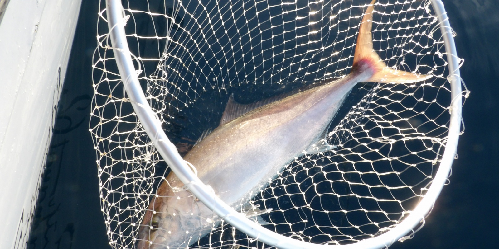 La technique du downrigger est ultra efficace sur les sérioles ! La technique du downrigger est ultra efficace sur les sérioles !