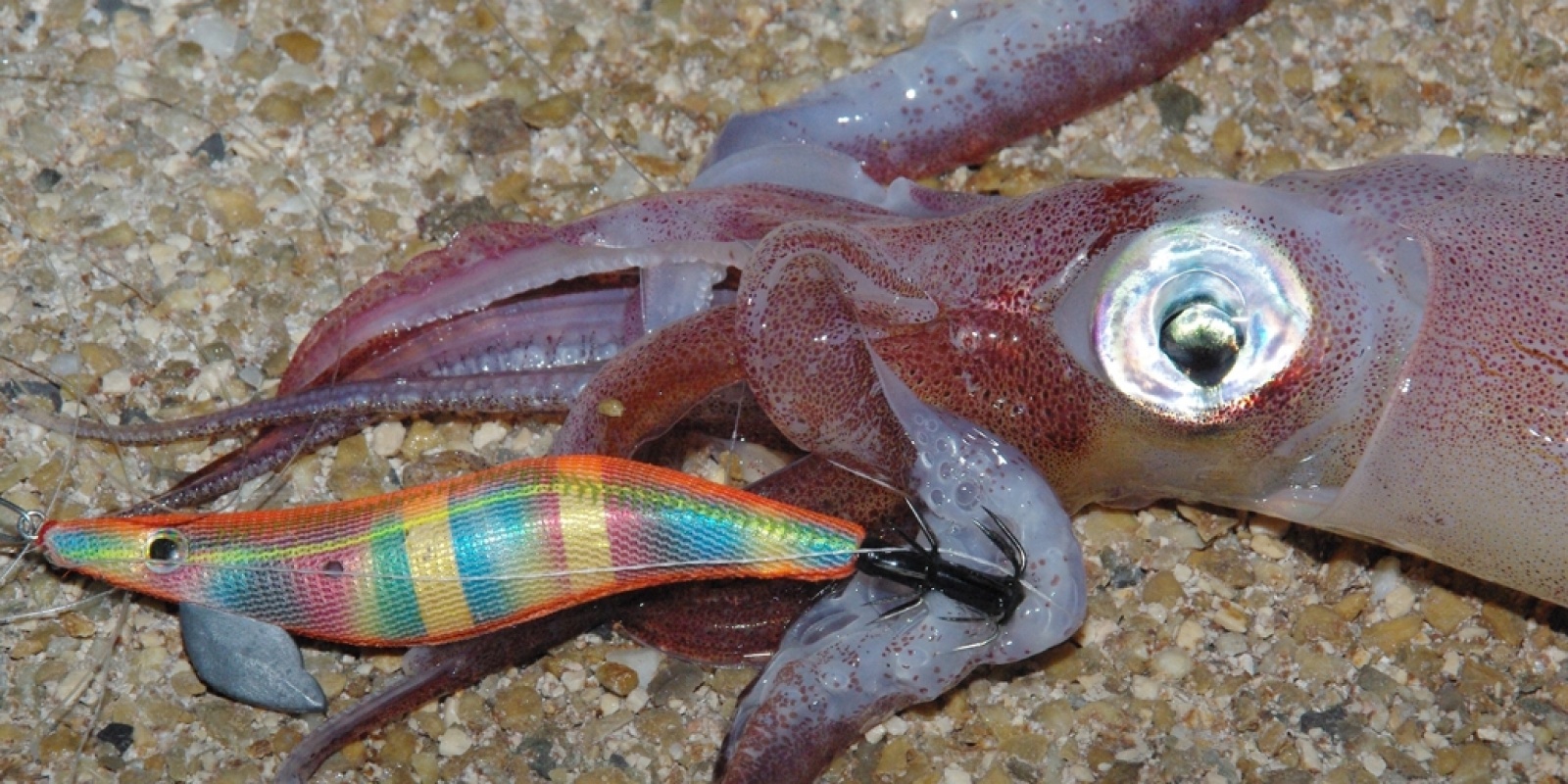calamar pêcher a l'attractant d'huile de sardine  