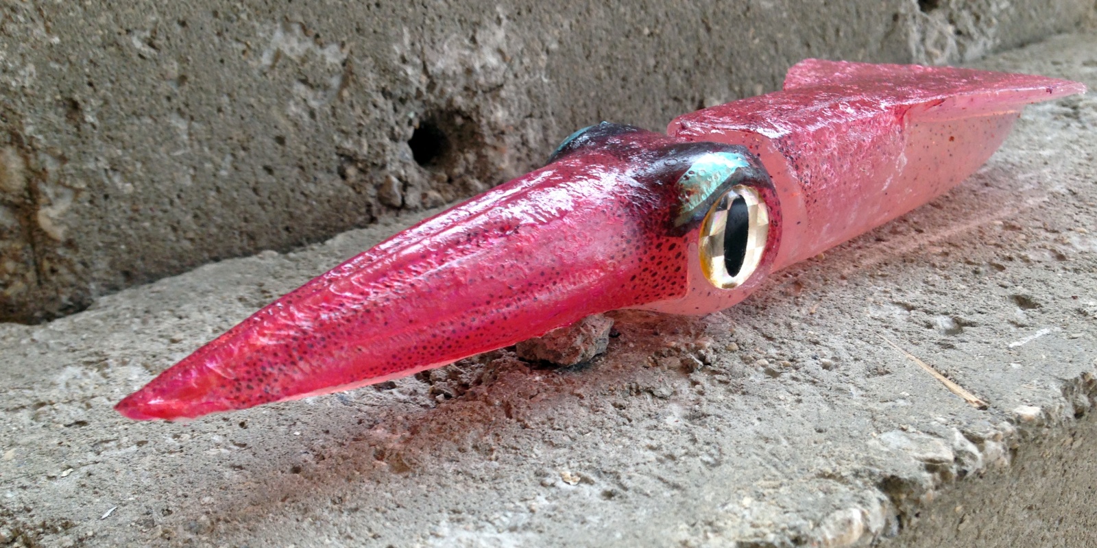 Les superbes couleurs du calamar Vivo