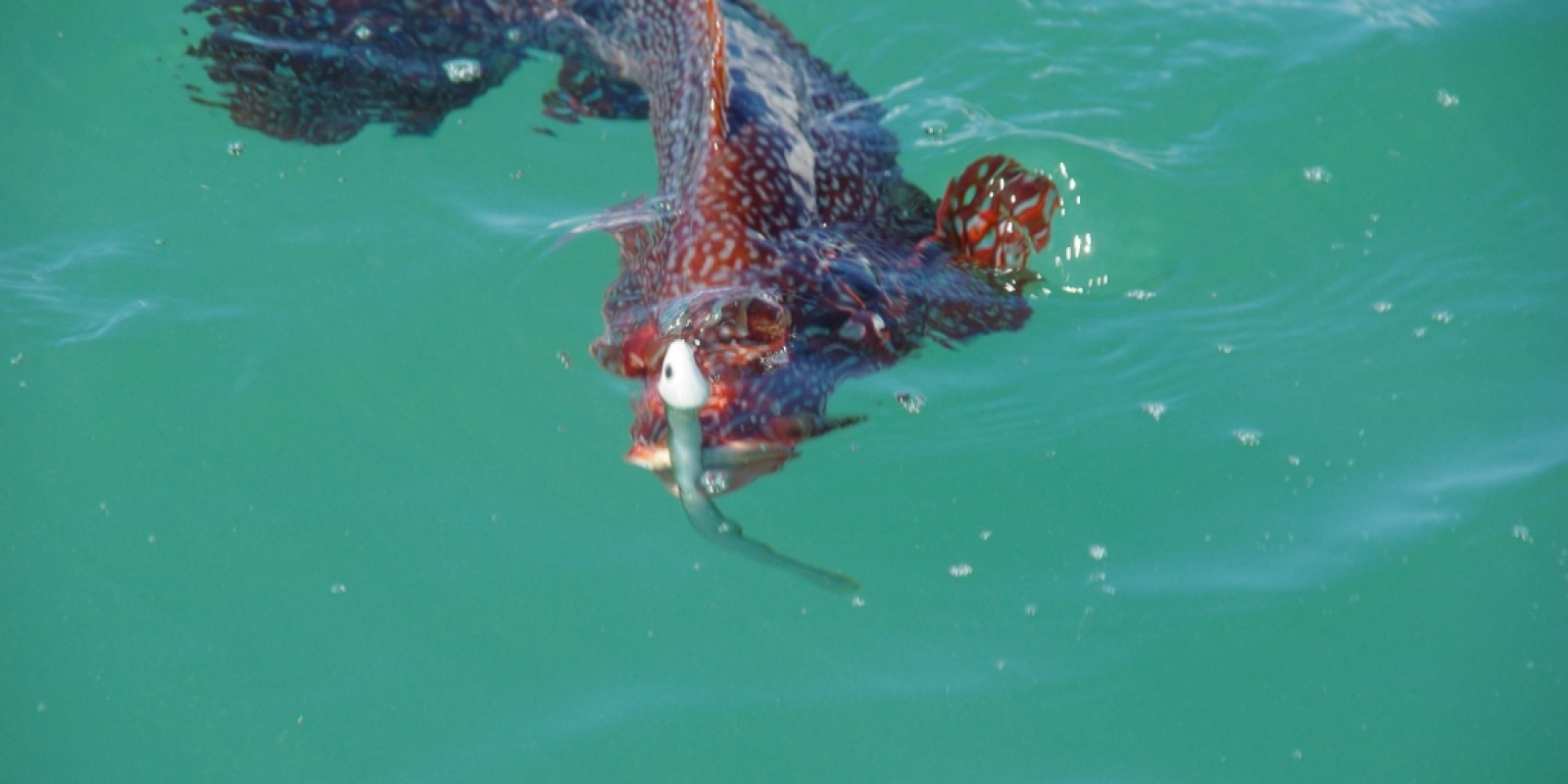 Chapon pêché avec une tête plombée de type poisson