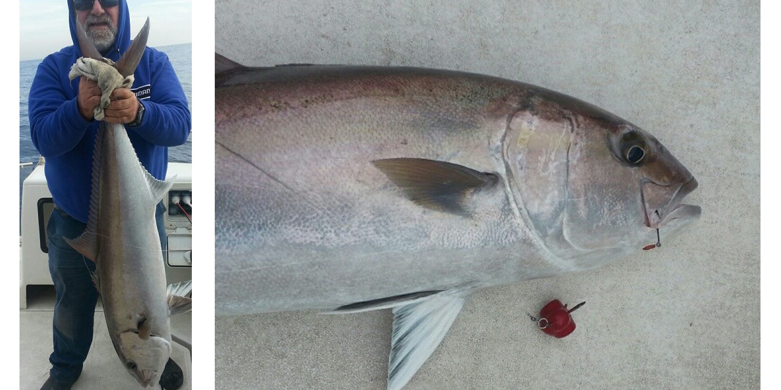 Pêche d'une sériole au Fireball en Méditerrannée Pêche d'une sériole au Fireball en Méditerrannée