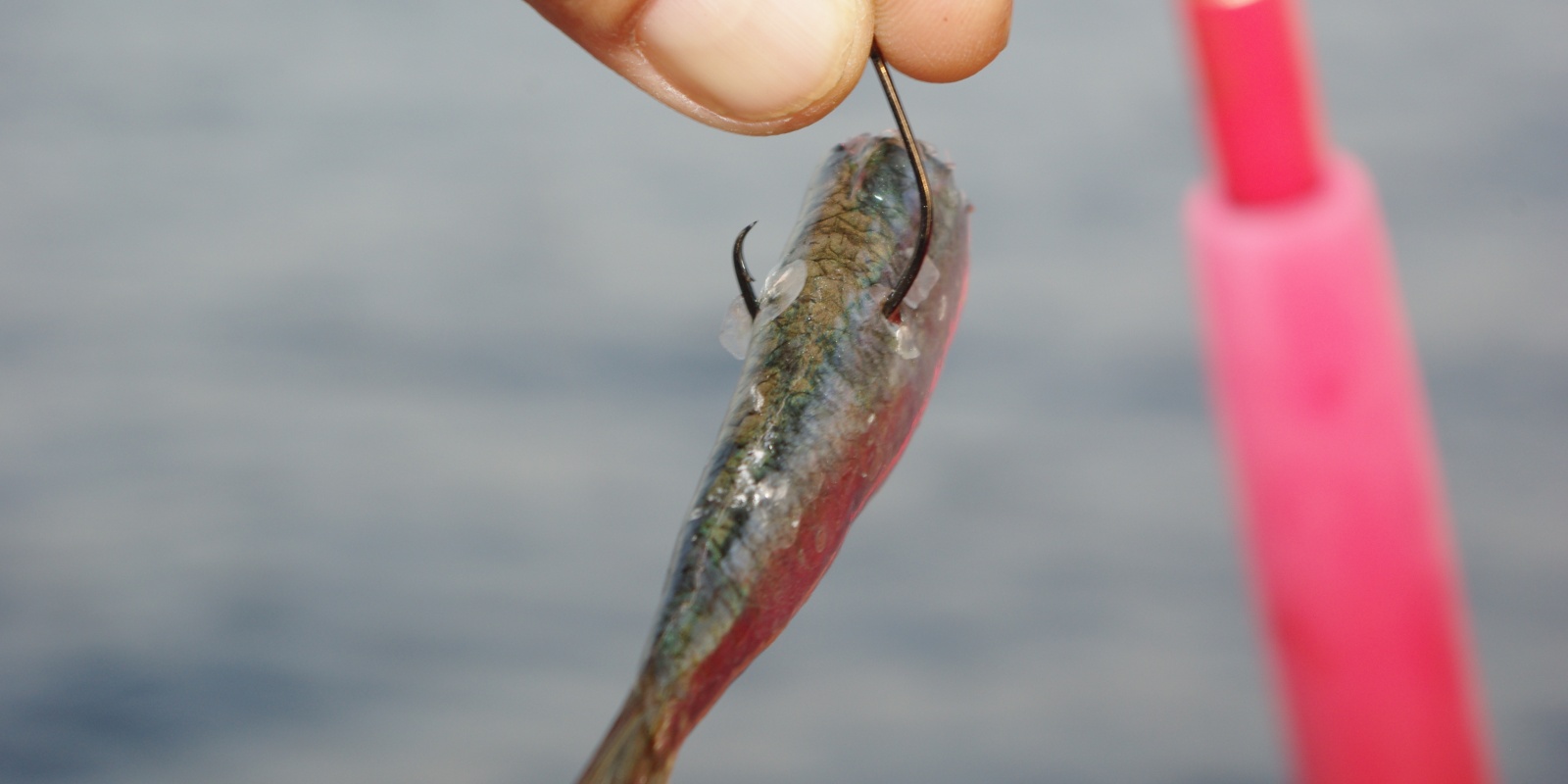 Pêche aux leurres : comment réaliser ses assist hook