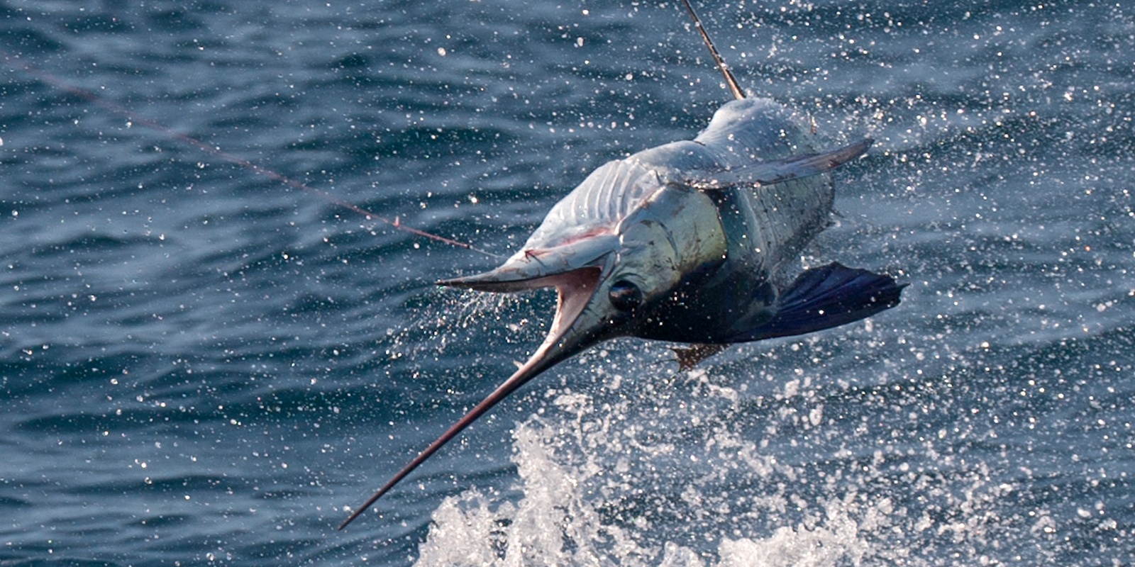 Espadon voilier à Madagascar, le poisson le plus rapide du monde