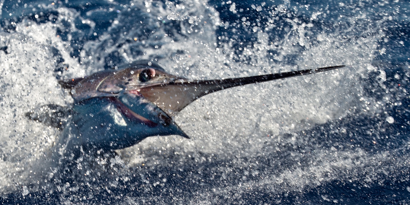 Rush d'un espadon voilier, un poisson très virulent !