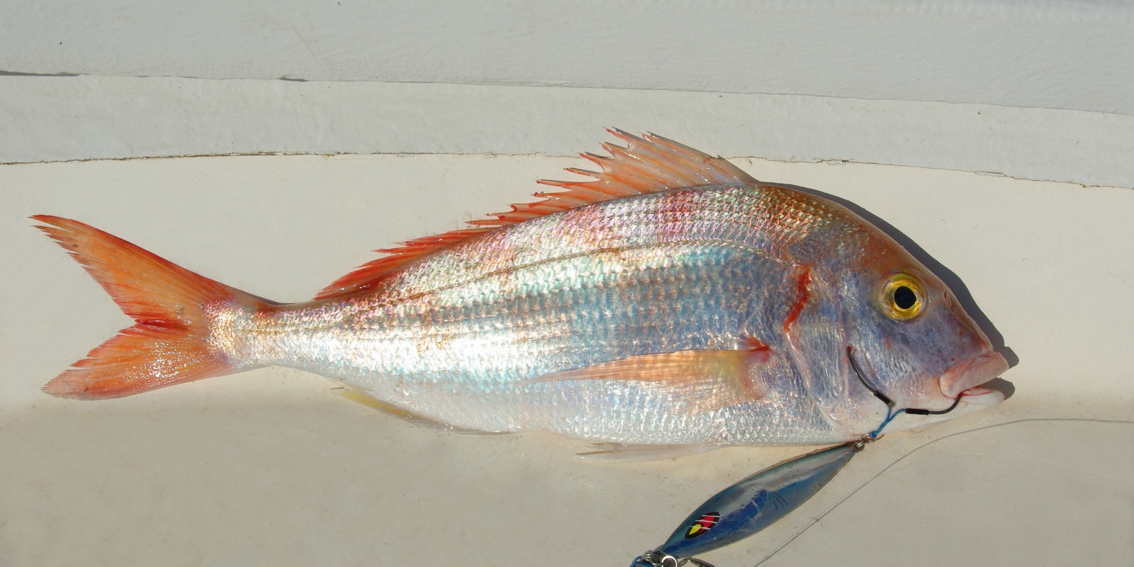 Le Mr Slow jig en 180, 220 et 260 g est spécifiquement conçu pour les pêches profondes Le Mr Slow jig en 180, 220 et 260 g est spécifiquement conçu pour les pêches profondes