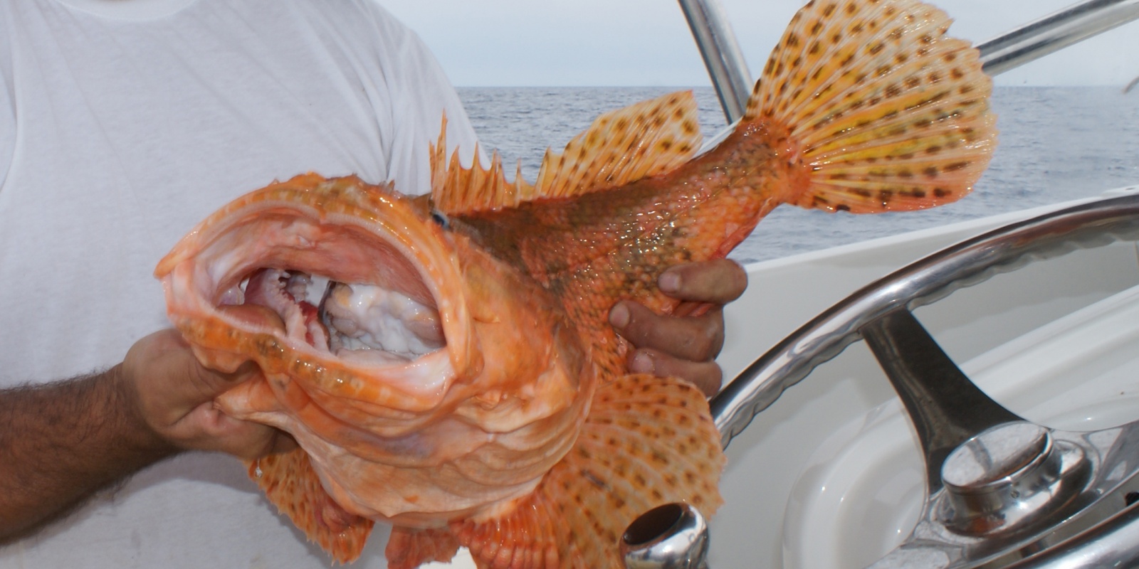 Gros chapon pris en pêche profonde Gros chapon pris en pêche profonde