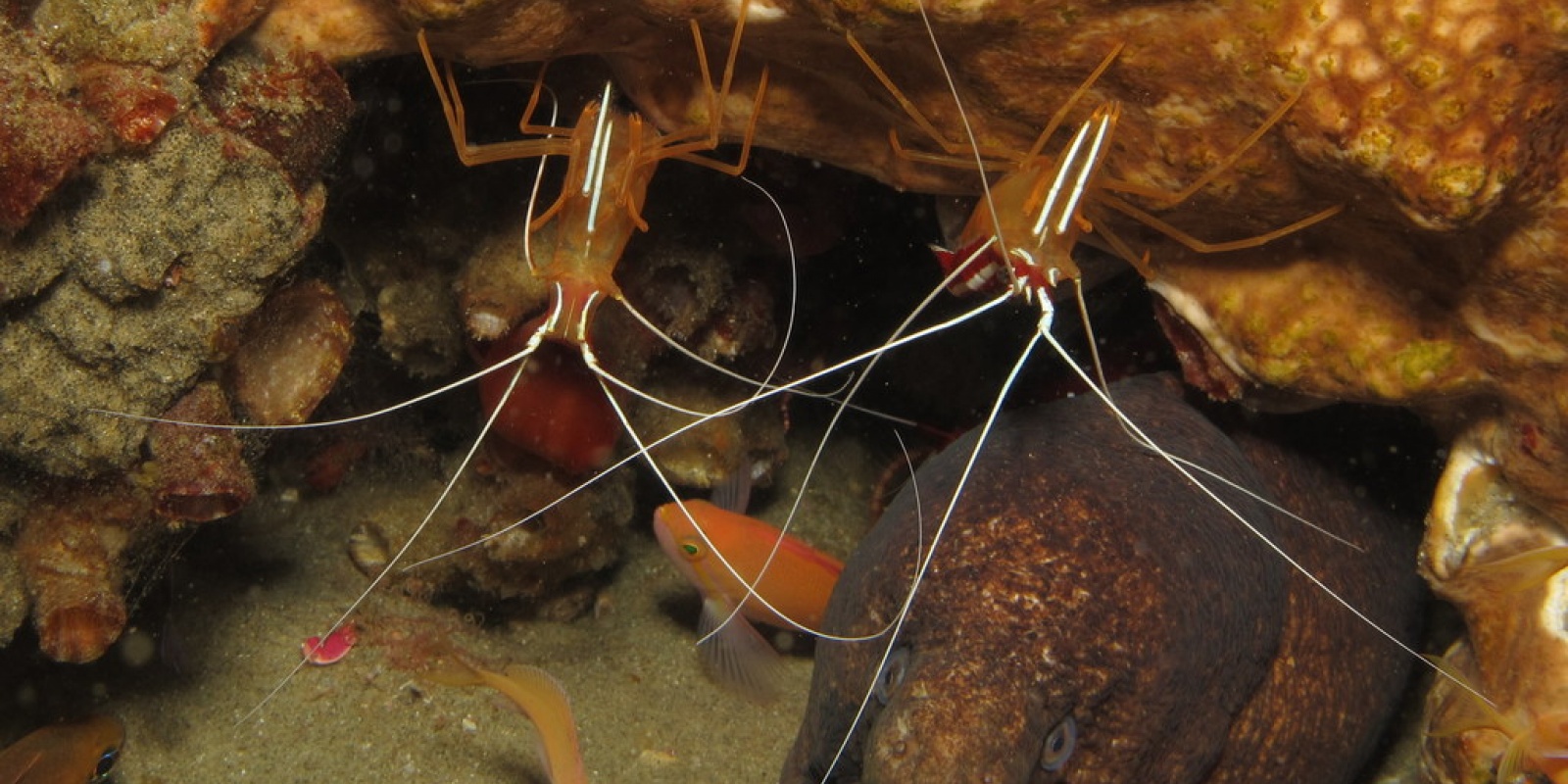 La murène entretient une relation commensale avec les crevettes nettoyeuses La murène entretient une relation commensale avec les crevettes nettoyeuses