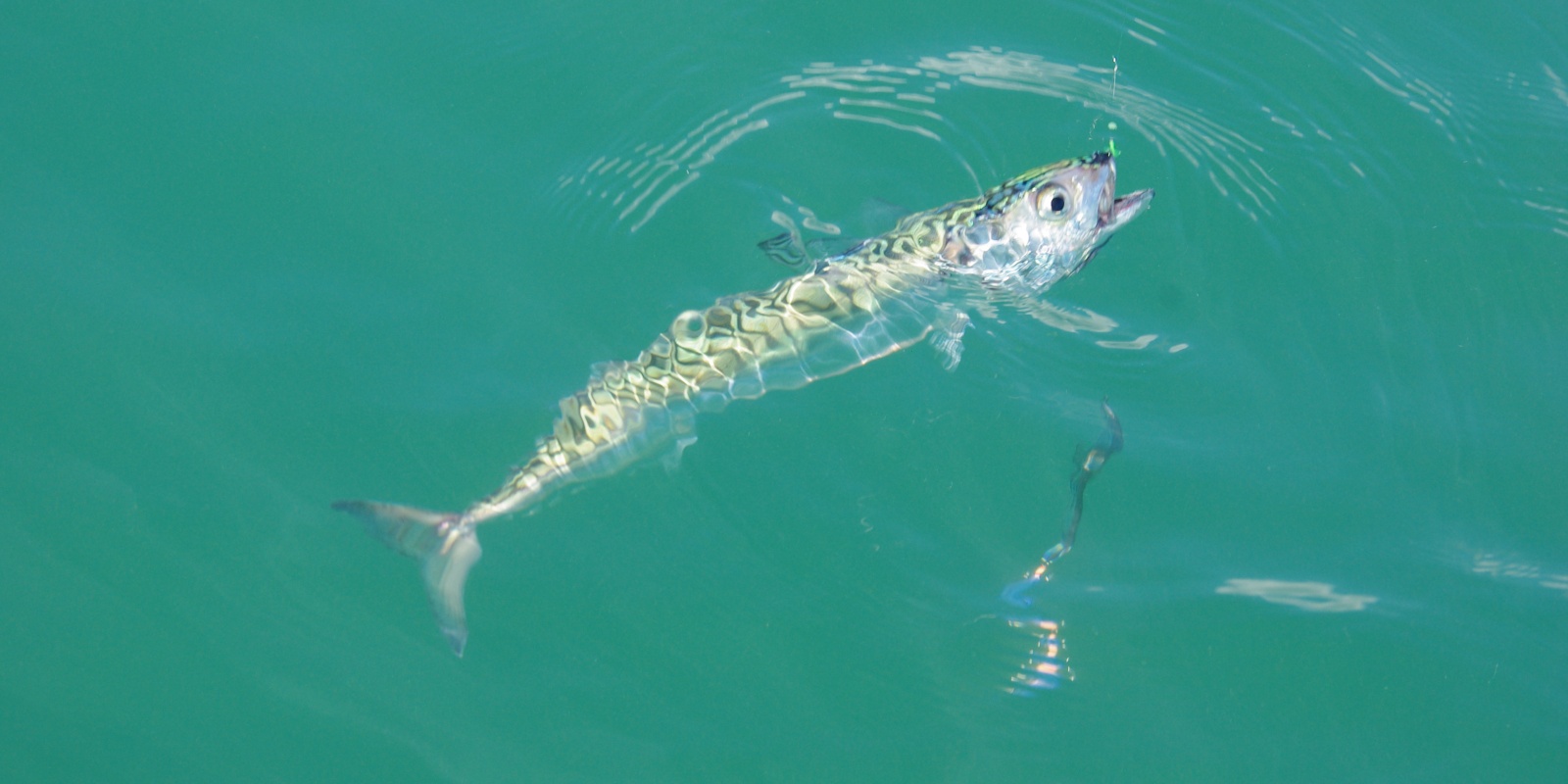 Surfcasting en bordure de mer : une pêche facile et efficace