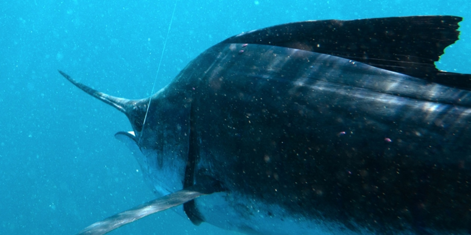 Espadon-voilier, vue sous-marine