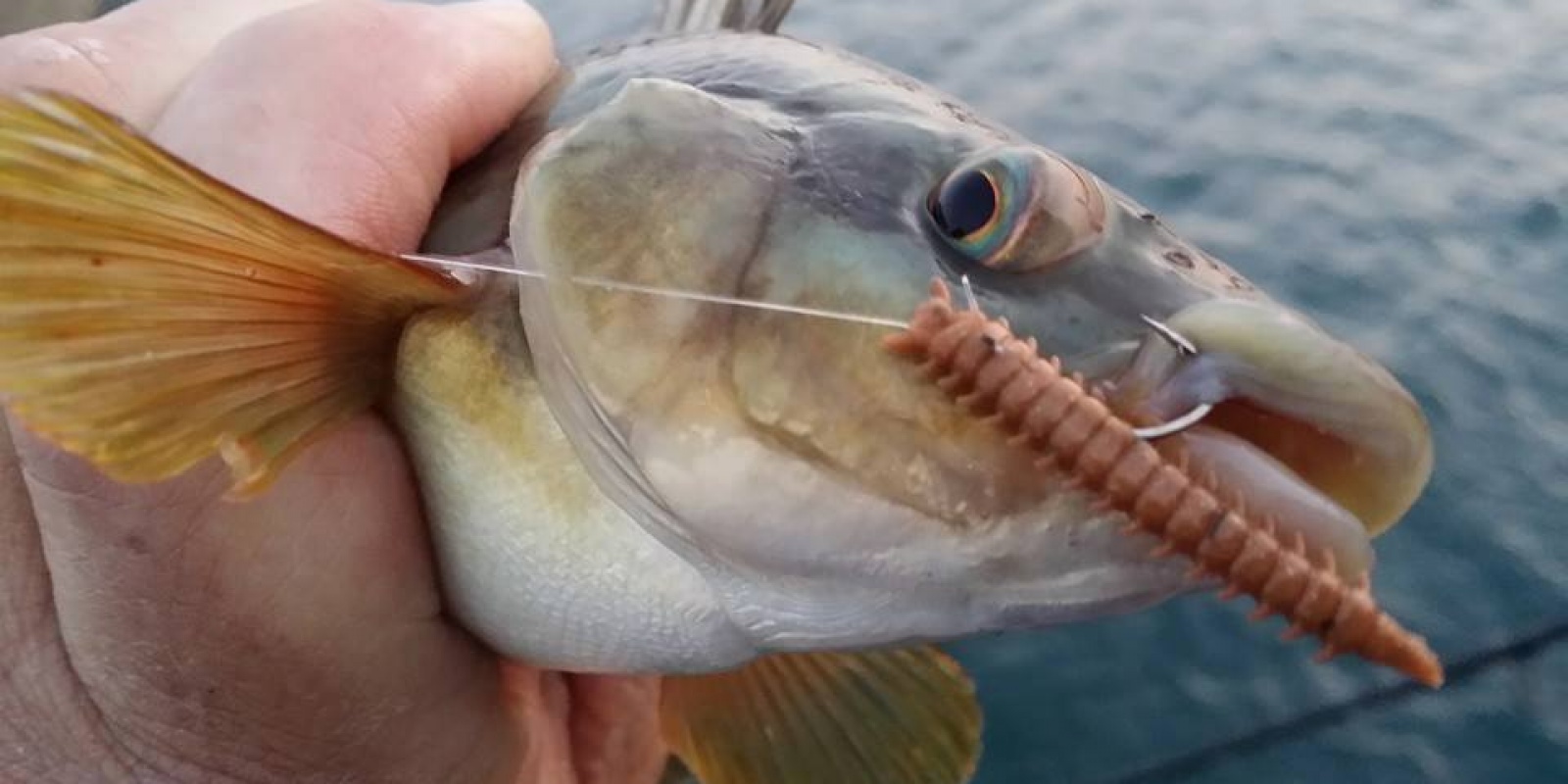 Marukyu est le °1 de l'amorce au Japon. Marukyu est le °1 de l'amorce au Japon.