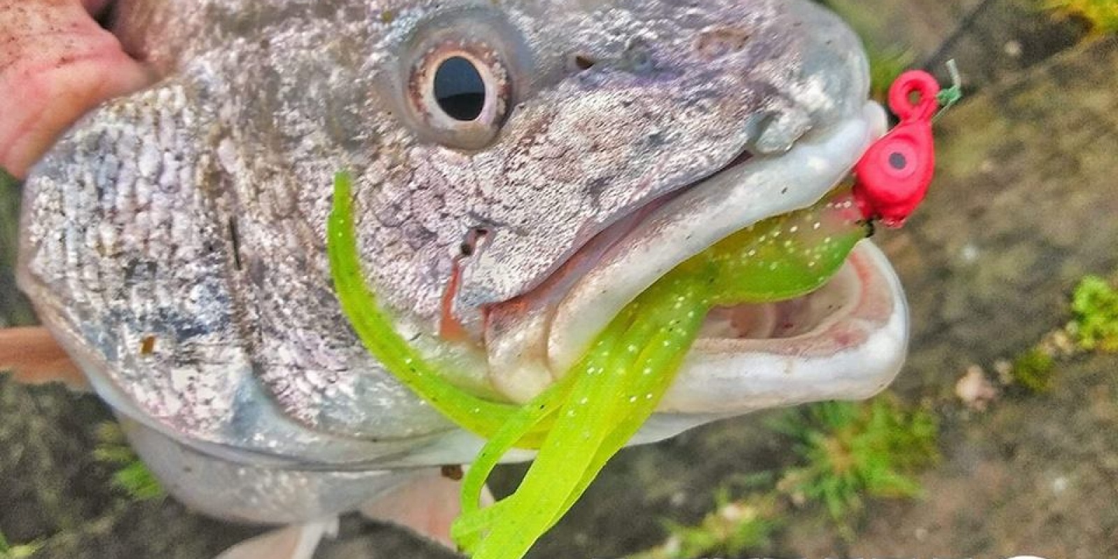 NIKKO est une marque japonaise distribuée depuis cette année par Ultimate Fishing.