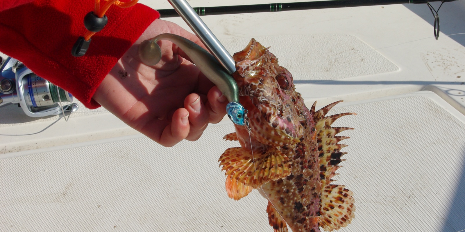 Une pince dégorgeoir est sécurisante avec les poissons venimeux tels que ce chapon Une pince dégorgeoir est sécurisante avec les poissons venimeux tels que ce chapon