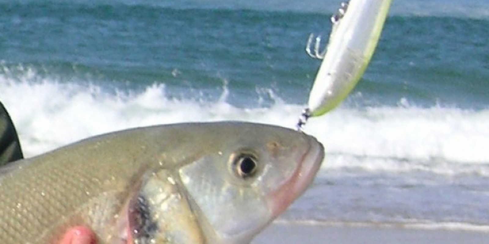 Pêcher en mer: comment choisir et utiliser un leurre ? Poisson nageur bord