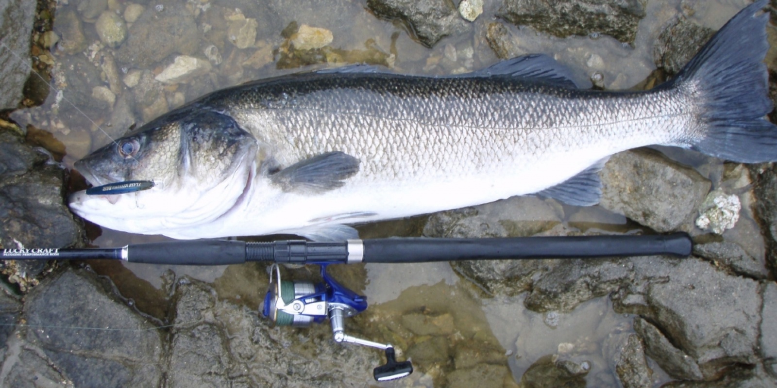 Poisson nageur mer pour bar, loup, bonite