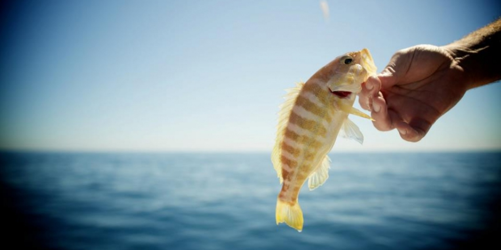 Pêche des poissons de roche - Normandie Appâts