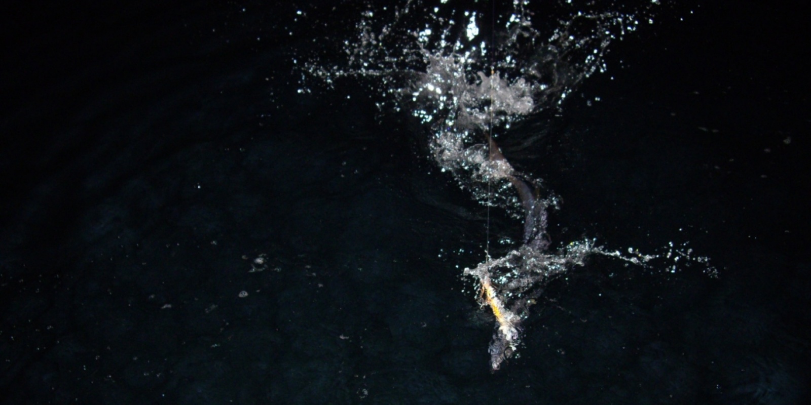 Le barracuda un poisson très puissant. 