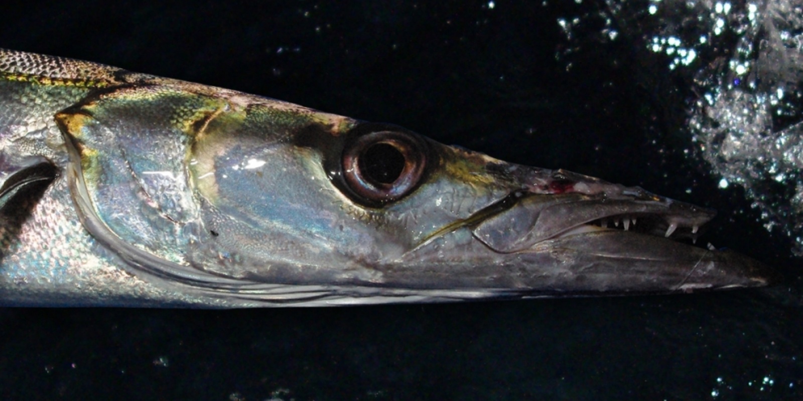 Pêche d'un barracuda, vue sous l'eau Pêche d'un barracuda, vue sous l'eau
