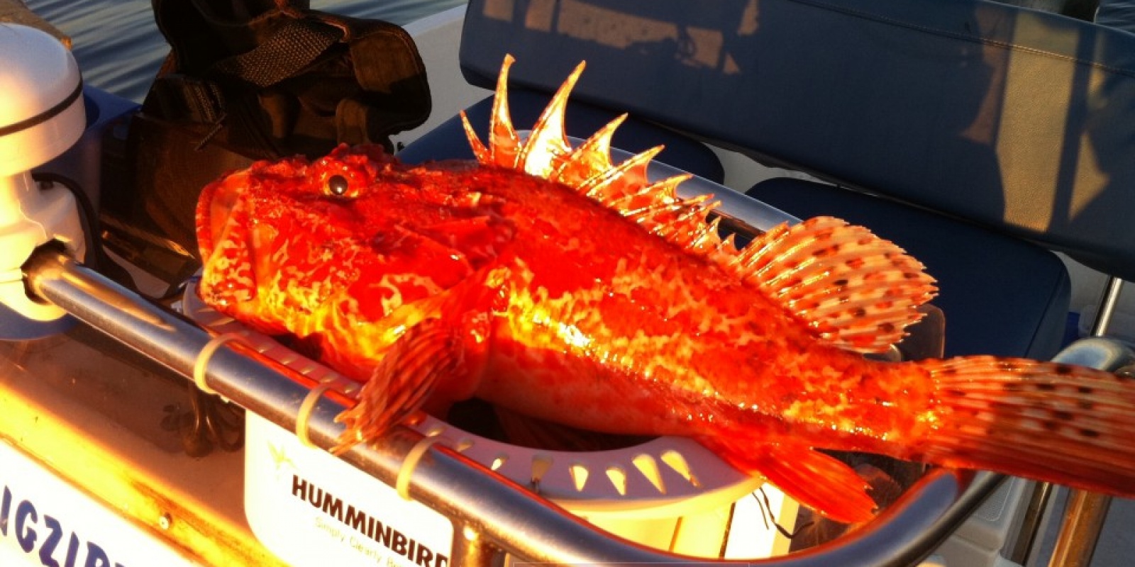 Pêche d'un chapon Pêche d'un chapon