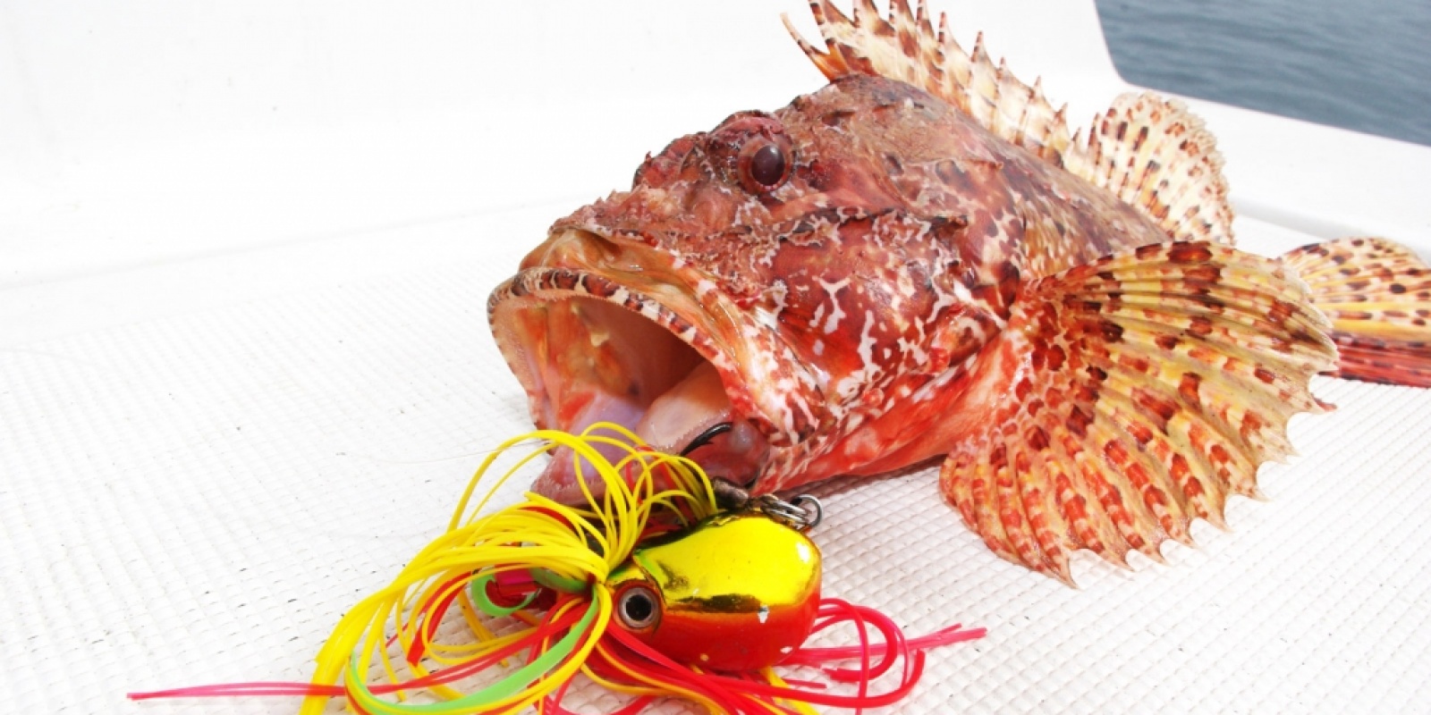 Pêche d'un chapon en casting Pêche d'un chapon en casting