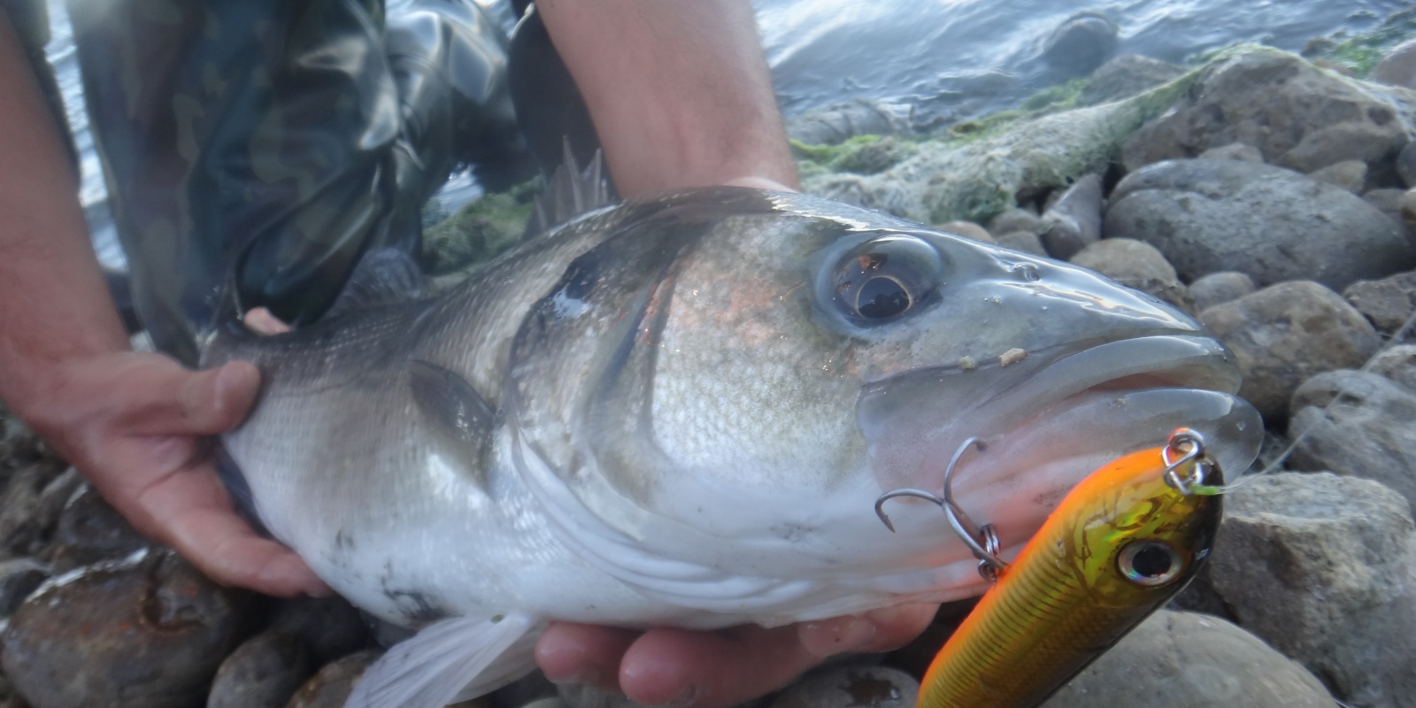 Loup du bord de mer au stickbait