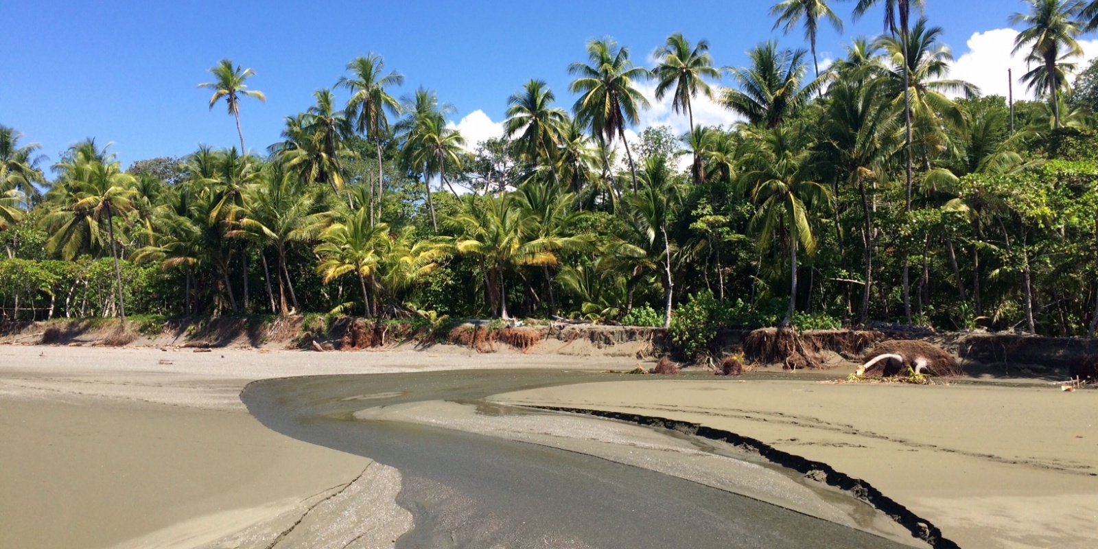 paysage exotique.