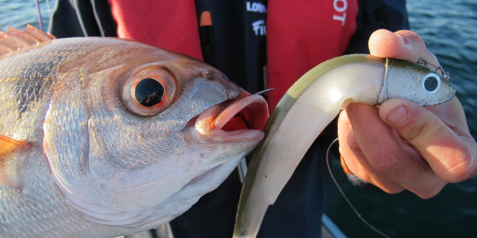 Même les « beaux yeux » adorent le Black minnow ! Même les « beaux yeux » adorent le Black minnow !