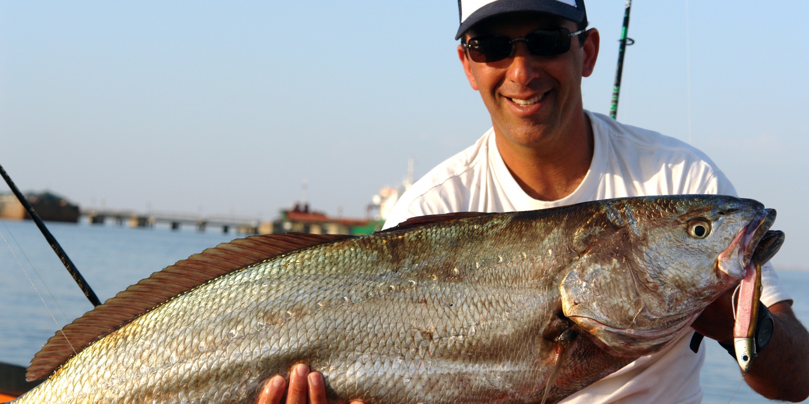 Les maigres adorent le Black minnow en coloris rose (poisson de 8 kg)