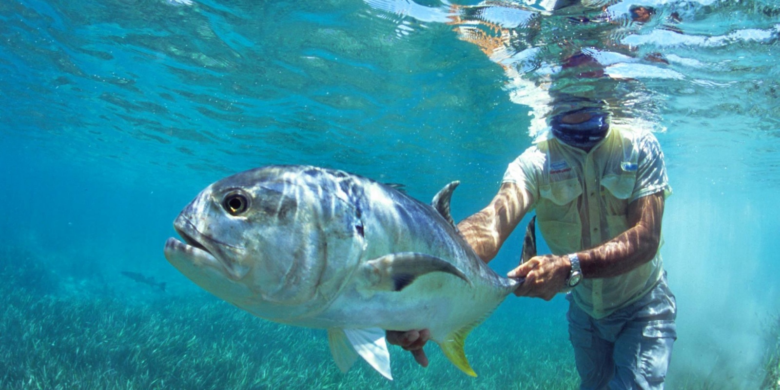 Shimano, milite activement pour le catch et release (pêche et relâche) Shimano, milite activement pour le catch et release (pêche et relâche)
