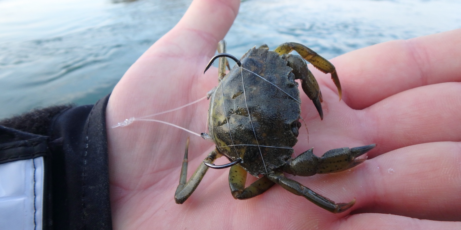 Quelques tours d'elastique à ligaturer permet d'optimiser la tenue du crabe Quelques tours d'elastique à ligaturer permet d'optimiser la tenue du crabe