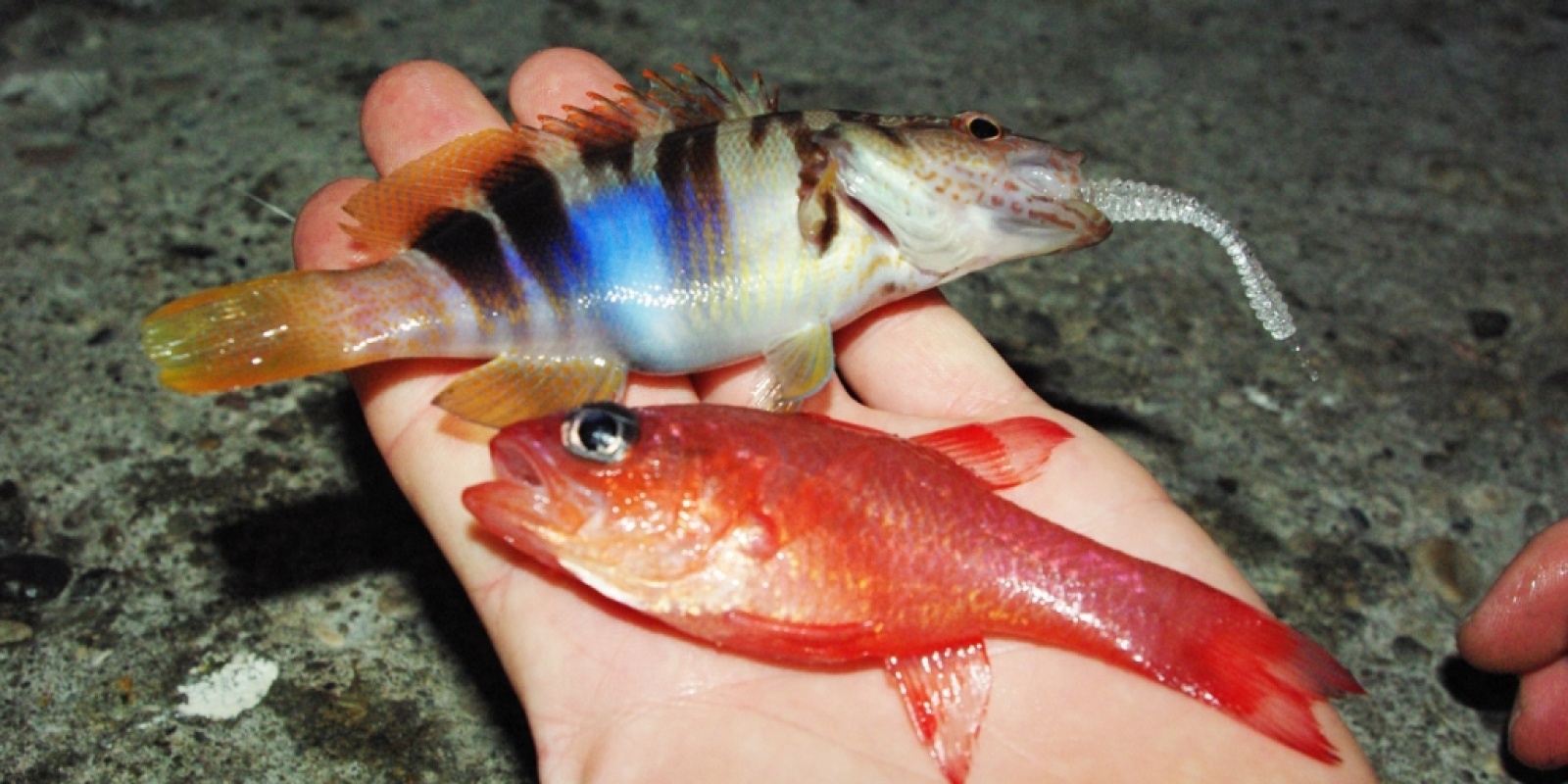 De très beau petits poissons en rockfishing