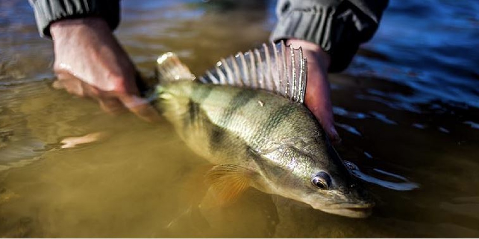 Pionnière en matière de pêches sportives, la société SERT (Sert Fishing) vous propose cette année une gamme complète pour pratiquer toutes les techniques de pêche.