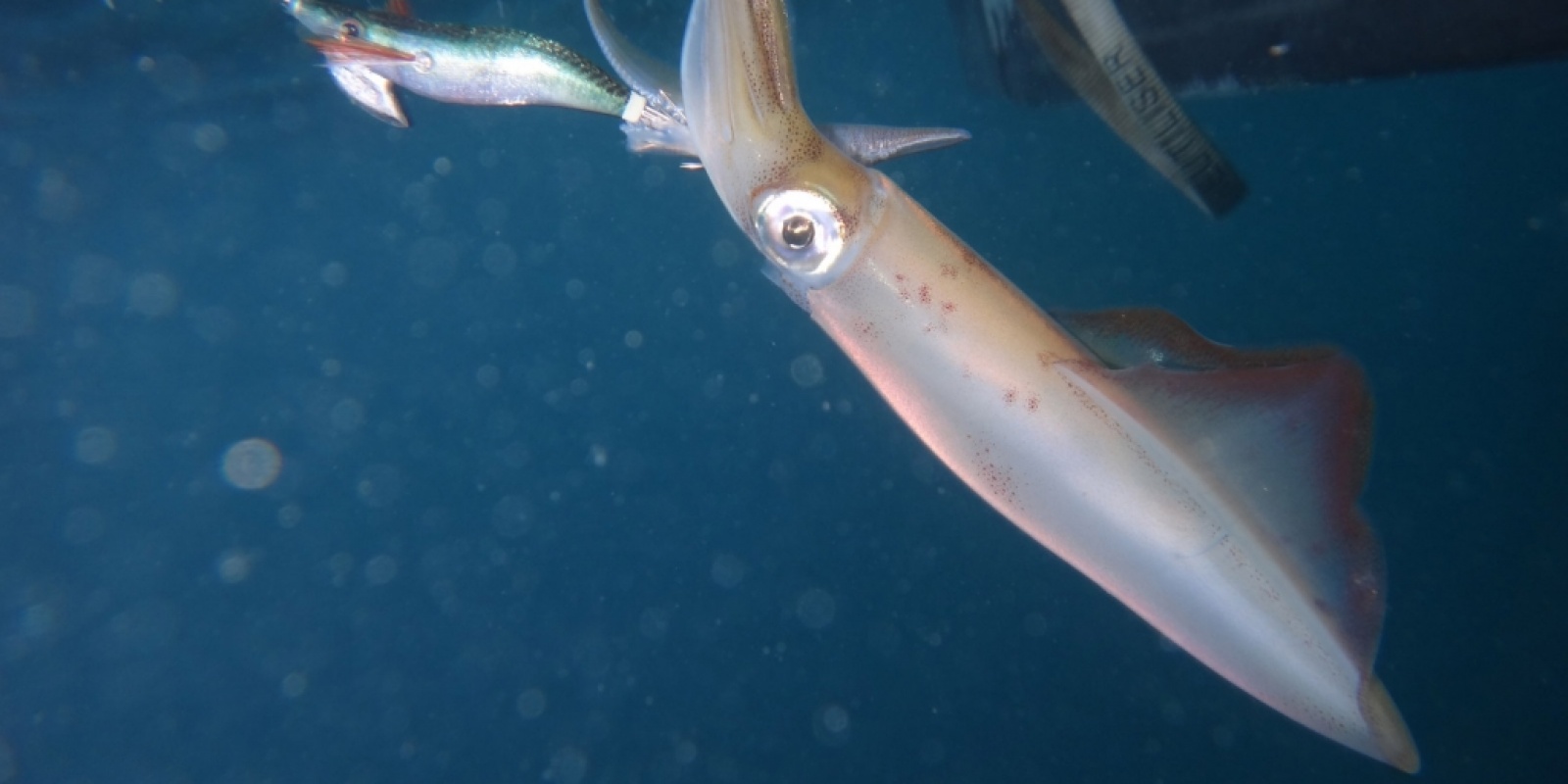 Le calamar se pêche à la turlutte également appelée calamarette ou totenière