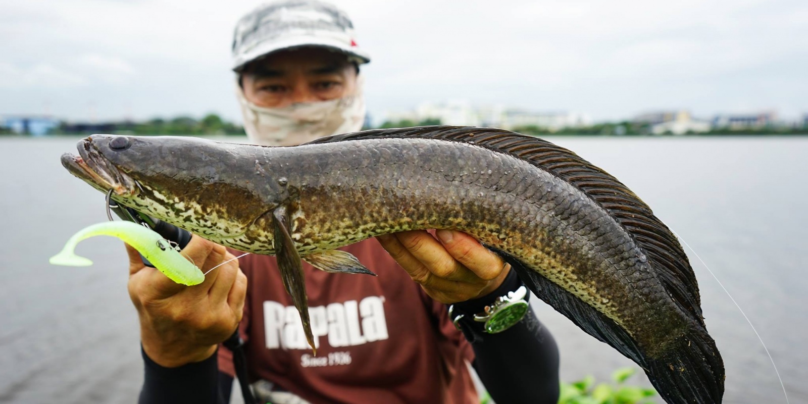 Les phéromones Ultrabite ® sont des substances chimiques émises par le poisson.