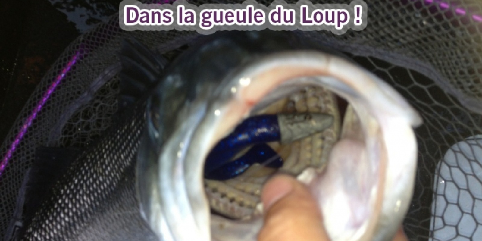 Fourrage dans la geuele du loup 