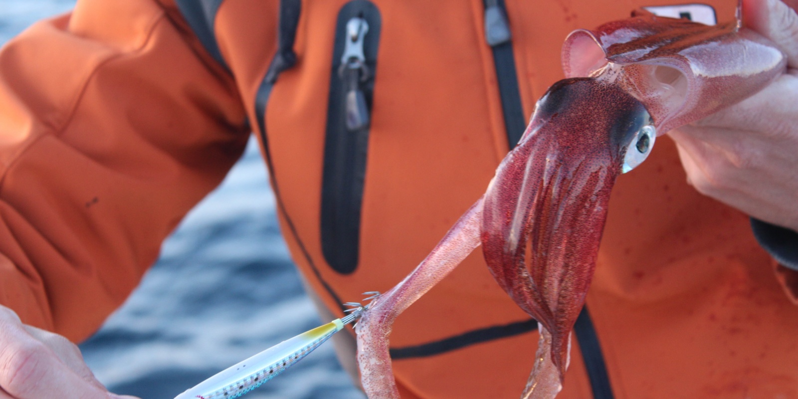 Un autre calamar pris cette fois avec une EZ Minnow ultra bleue