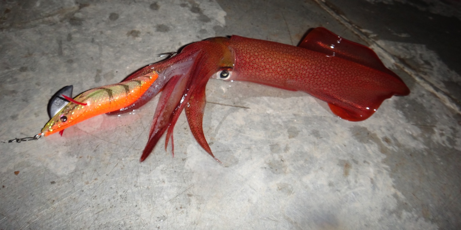 Lampe de pêche sous-Marine  Leurres de pêche LED Longue durée