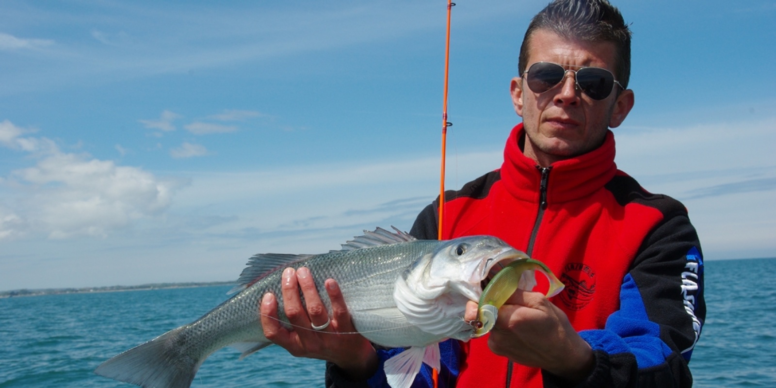 un magnifique loup au blue shad 