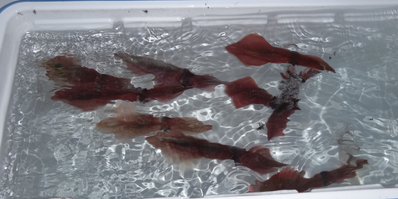 Une grande glaciere permet de conserver durablement vos calamars Une grande glaciere permet de conserver durablement vos calamars