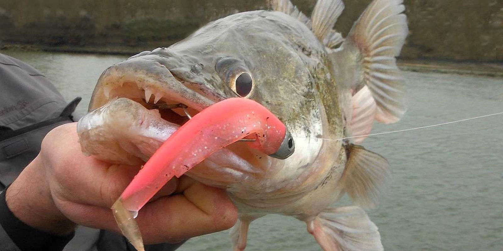 Un sandre pêché avec un black minnow rose Un sandre pêché avec un black minnow rose