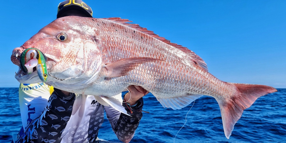 Ce superbe denti prouve à nouveau que le coloris girelle du Real Fish JLC est hyper efficace sur cette espèce !