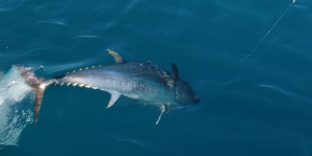 Un thon rouge est très combattif sur une canne spinning 50 lb ! Un thon rouge est très combattif sur une canne spinning 50 lb !