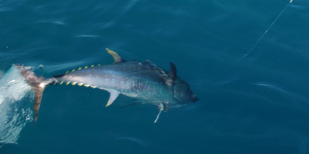 Un thon rouge est très combattif sur une canne spinning 50 lb ! 