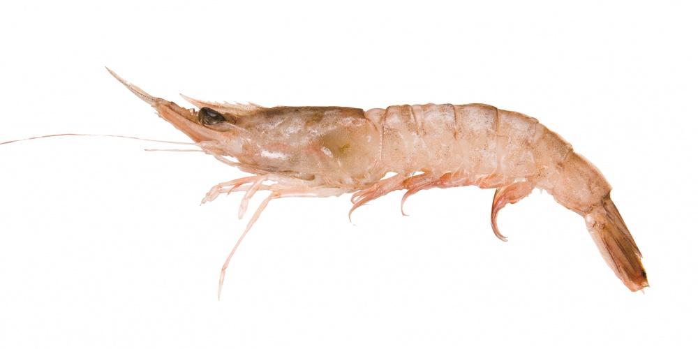 La crevette ou la gambas est un appât de choix pour la daurade grise ! La crevette ou la gambas est un appât de choix pour la daurade grise !