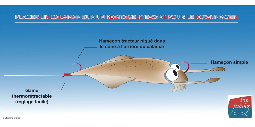 Avec un calamar, l’hameçon tracteur est planté dans la queue et l’hameçon terminal est placé à la base des tenatacules