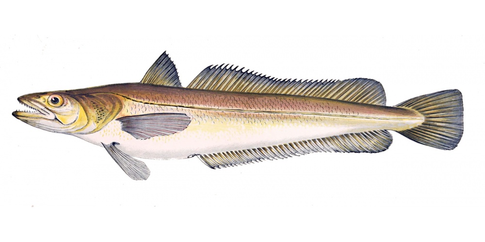 Gravure extraite du livre « Les poissons » de Gervais et boulart – 1877 – (Source Wikimedia – reproduction de cette gravure libre de droit car éditée il y a plus de 70 ans) Gravure extraite du livre « Les poissons » de Gervais et boulart – 1877 – (Source Wikimedia – reproduction de cette gravure libre de droit car éditée il y a plus de 70 ans)